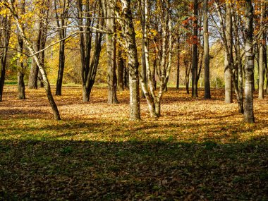 Düşen yapraklar ve ağaç gövdeleri sonbahar parkında her yere saçılmış.