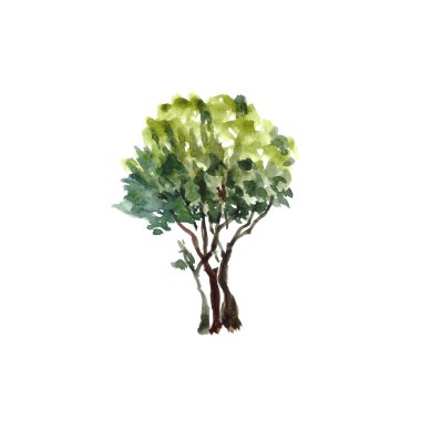 Beyaz arkaplandaki bir çalılığın suluboya çizimi