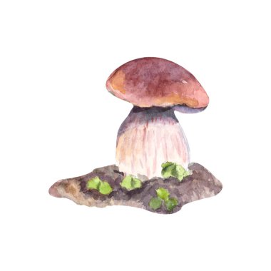 Beyaz arkaplandaki bir mantarın suluboya çizimi