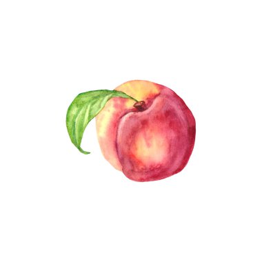 Beyaz arka planda yeşil yapraklı şeftalinin suluboya çizimi