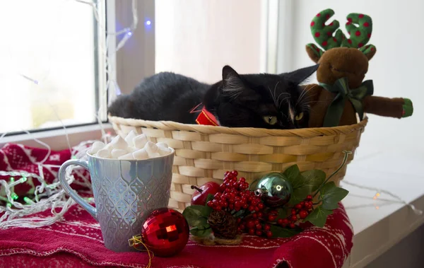 고양이가 바구니에 크리스마스를 기다리고 있습니다 — 스톡 사진