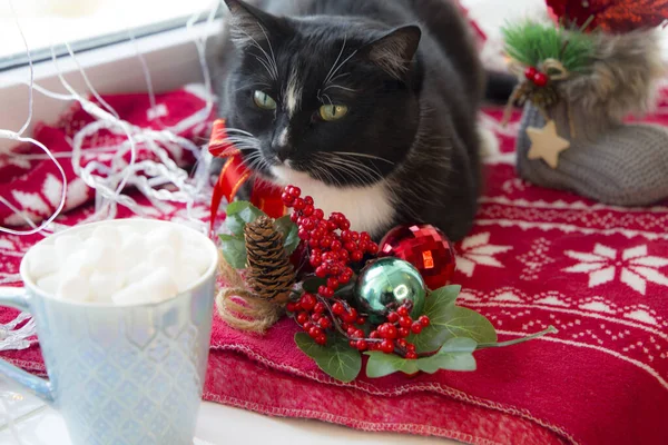 고양이가 크리스마스를 기다리고 있습니다 — 스톡 사진