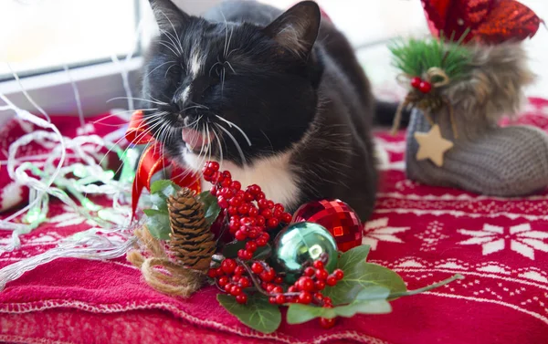 크리스마스 실내에 고양이 — 스톡 사진