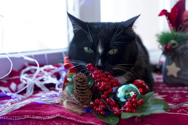 고양이가 크리스마스를 기다리고 있습니다 — 스톡 사진
