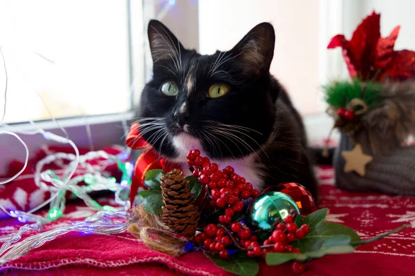 黑猫在窗前等圣诞节 — 图库照片