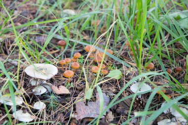 Sonbahar kahverengi mantar mantarları arka plan