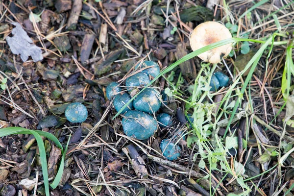 Champignons Bedekt Met Groene Schimmel — Stockfoto