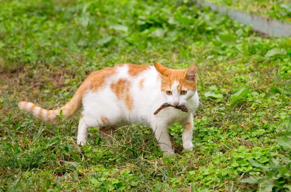 Gato Vermelho Com Peixe Nos Dentes — Fotografia de Stock