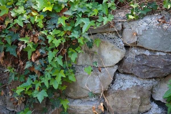 Stone Wall Covered Ivy — Stock Photo, Image