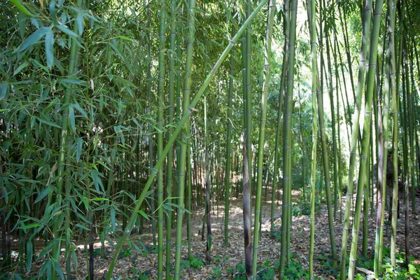 Bambú Jardín Botánico Tiflis — Foto de Stock