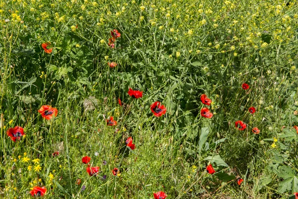 Een Veld Van Scharlaken Papavers Bloei — Stockfoto