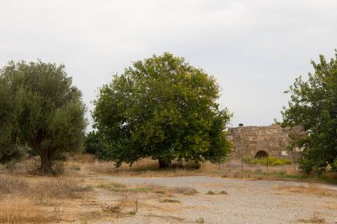 Antik Türkiye 'nin yıkılmış duvarları arasında zeytin ağacı