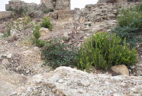 Herbe Fleurs Sur Les Ruines Pierre Ville Antique Side Turquie — Photo