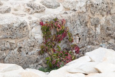 Türkiye 'nin taş harabelerinde çimenler ve çiçekler