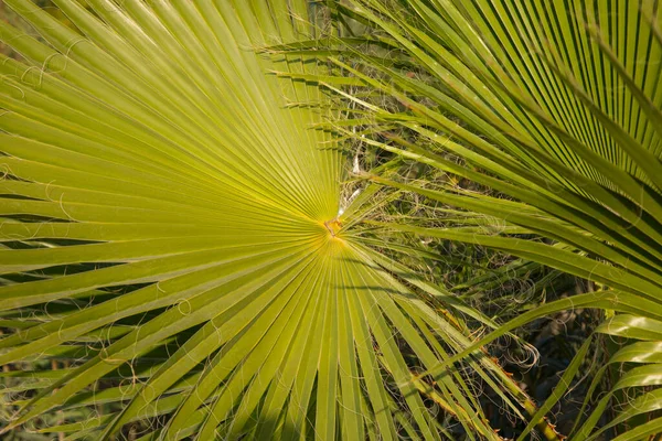 Leaves Palm Tree Livistona Chinensis — Stock Photo, Image