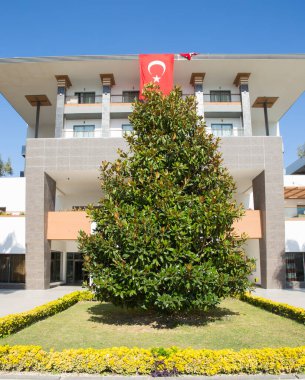 Magnolia ihtişamı Evergreen Magnolia arka planı