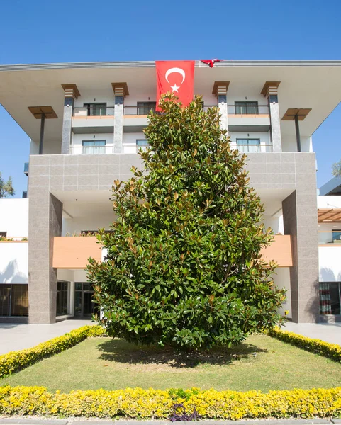 Magnolia ihtişamı Evergreen Magnolia arka planı