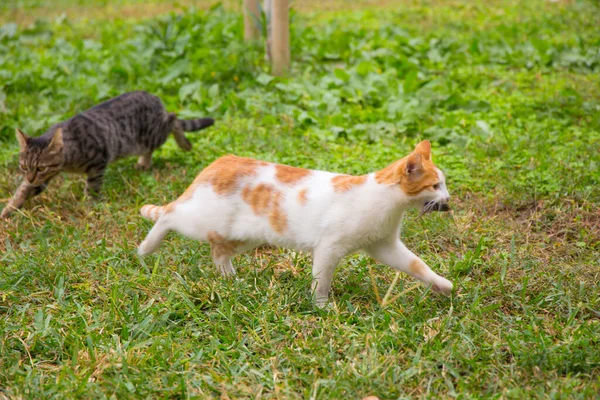 Dişinde balık olan kırmızı bir kedi.