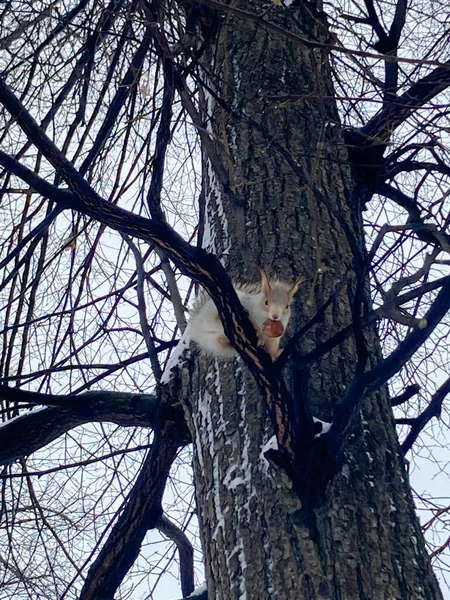 Squirrel Chestnut His Teeth — Stock fotografie