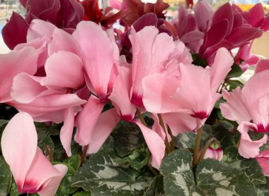 Sıcak pembe soğuk pembe siklamen tencerede