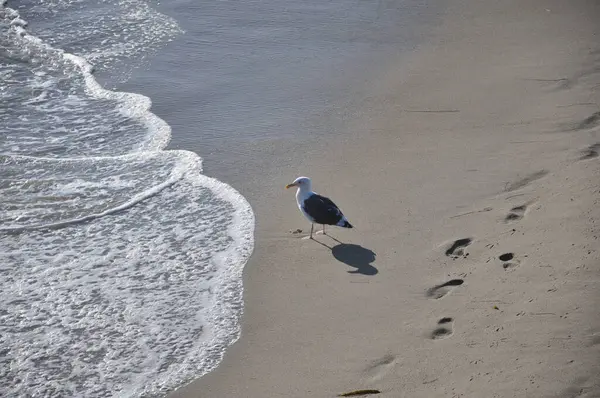 Thoughtful Seagull Looking Waves Beach Some Steps Sand — ストック写真