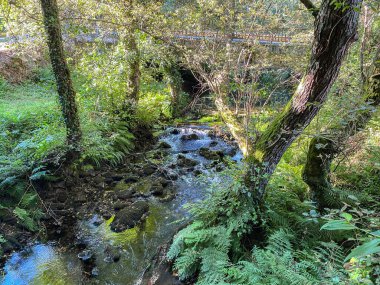Fresh River stream in beautiful green forest with afternoon sun light. Bridge at the end. Cuntis , Galicia , Spain