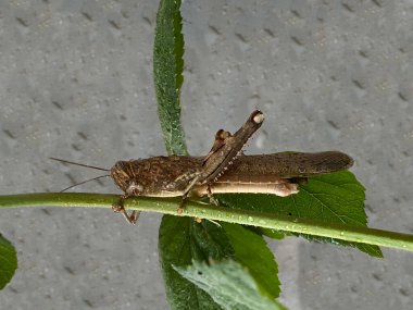 Close up of grasshopper holding on a green branch. Gray wet background