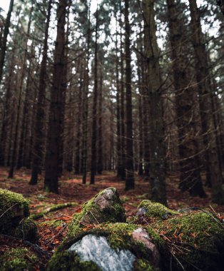 Ormanın ortasında bir kaya. 