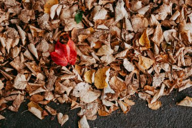 Kahverengi yaprakların üzerinde tek bir kırmızı yaprak var.