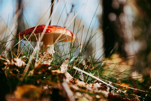 Rode paddenstoel van de grond met lichte balken — Stockfoto