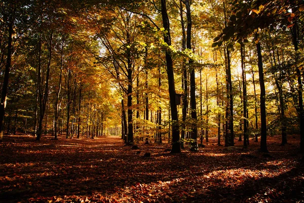 Naturreservat om høsten med gyllent lys som skinner på de røde bladene – stockfoto