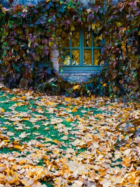 Ventana Está Enmarcada Por Hojas Otoño Uvas Silvestres —  Fotos de Stock