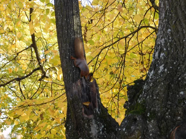 Pequeno Esquilo Uma Árvore Parque — Fotografia de Stock