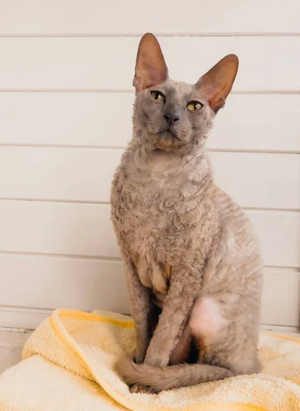 Cornish Rex Gato Está Sentado Cobertor Amarelo Fotografia De Stock