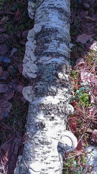 Jamur Tumbuh Pada Birch — Stok Foto