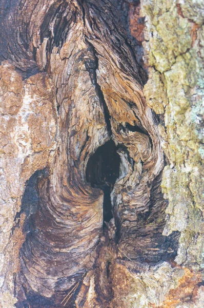 Árvore Velha Com Casca Rachada — Fotografia de Stock