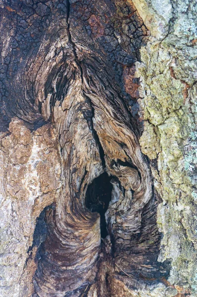 Vieil Arbre Avec Écorce Fissurée — Photo