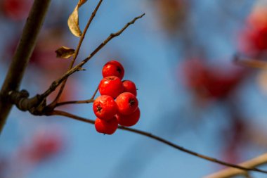 Sonbaharda bir grup Rowan.