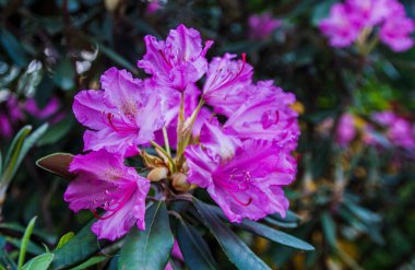 Bahçedeki mor çiçek