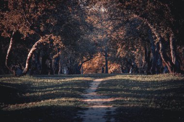 Ormanda günbatımı, sonbahar