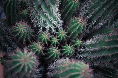 Kaktüs iğnelerine yakın çekim