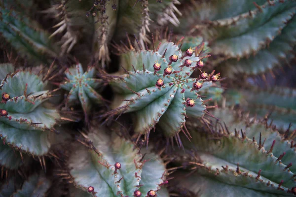 Detailní Záběr Kaktusových Jehel — Stock fotografie