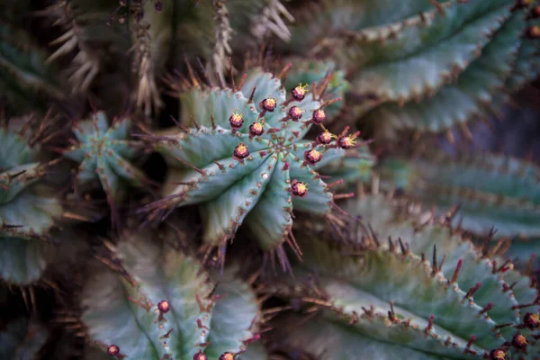 Macro Shot Agulhas Cacto — Fotografia de Stock