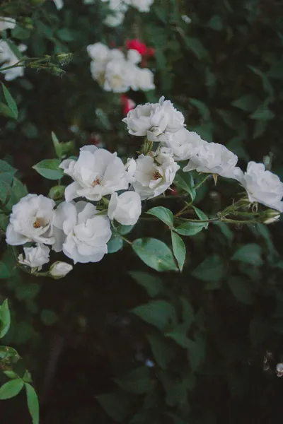 White Rose Flowers Garden — Stock Photo, Image