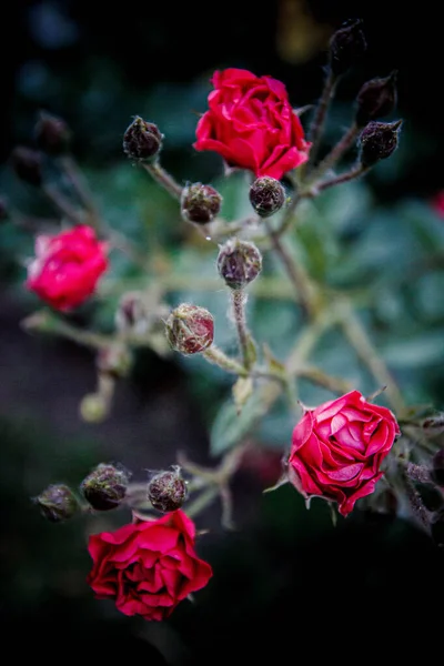 Спрей Розы Зеленом Фоне — стоковое фото