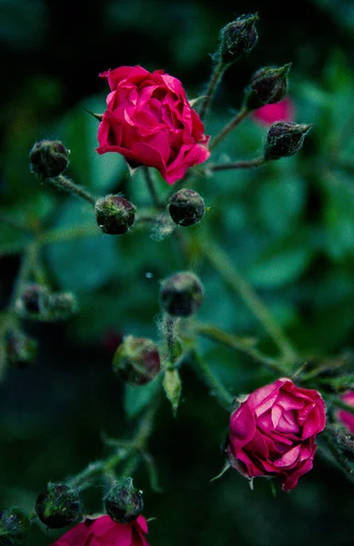 Deux Roses Pulvérisation Sur Fond Vert — Photo