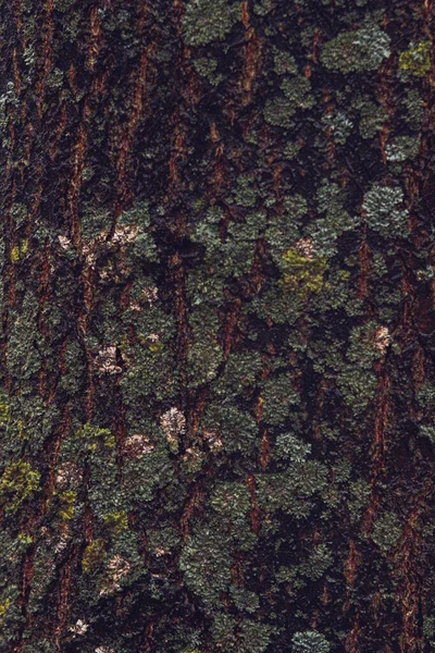 木の幹の緑の苔 クローズアップ マクロ — ストック写真