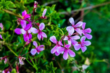 Parkta mor çiçekler, orkide, bahar, yaz, makro
