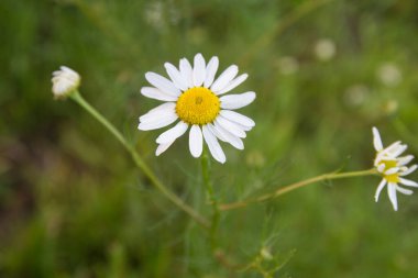 Yeşil bir çayırda papatya çayı yakın, çiçek yakın, makro
