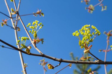 Mavi gökyüzüne karşı sarı çiçekli dallar